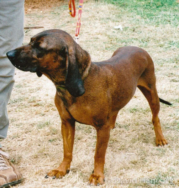 1166 HOUNDS OF THE PACK — This site is dedicated to Colonel David